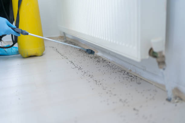 Best Spider Control Near Me  in Arlington, TX