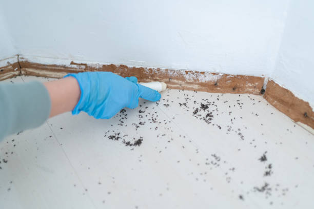 Best Rodent Control Near Me  in Arlington, TX